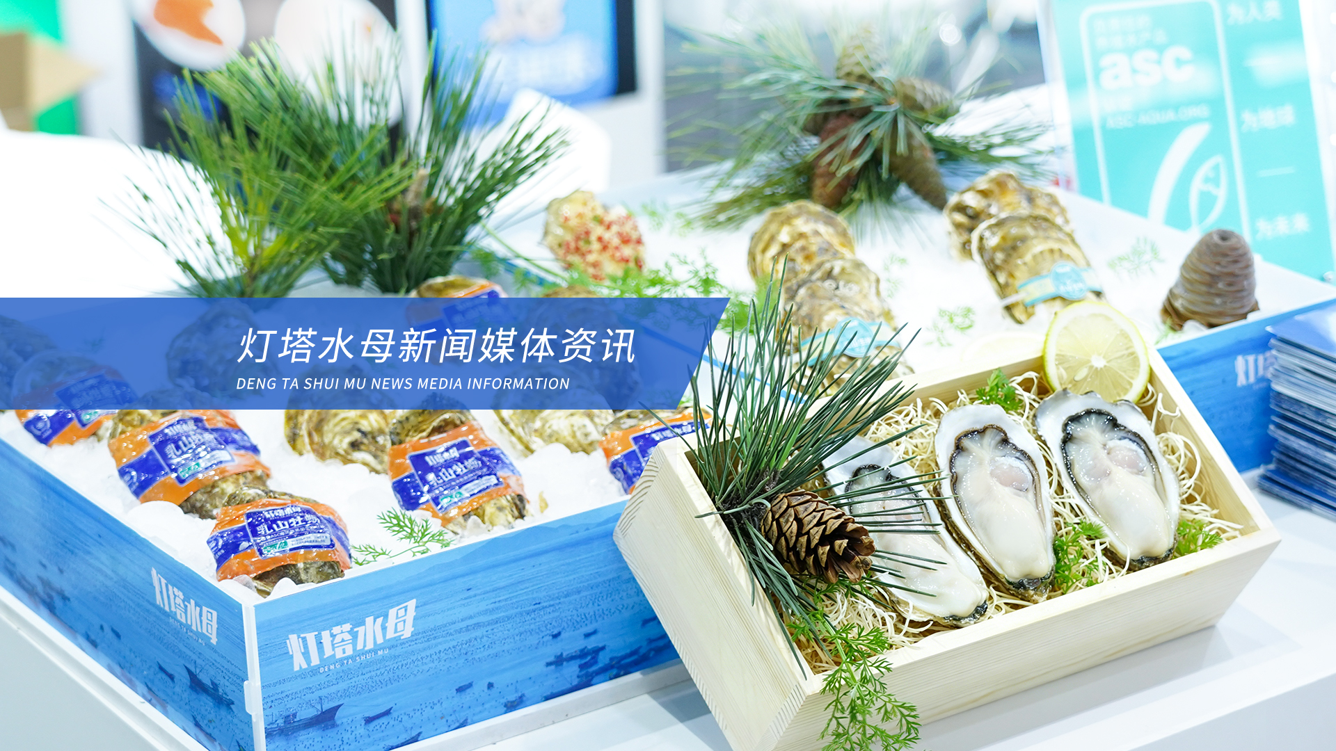 灯塔水母企业动态